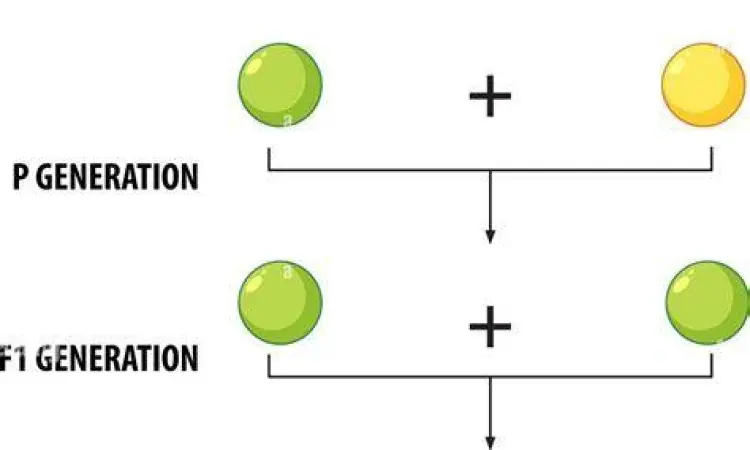 Eksperimen Kacang Ercis Mendel Diagram persilangan kacang ercis Mendel