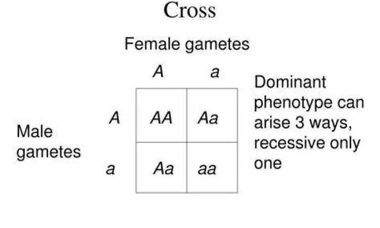 Diagram Punnett Square Punnett Square persilangan monohibrid