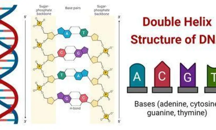 Struktur Molekul DNA Struktur DNA sebagai pembawa informasi genetik