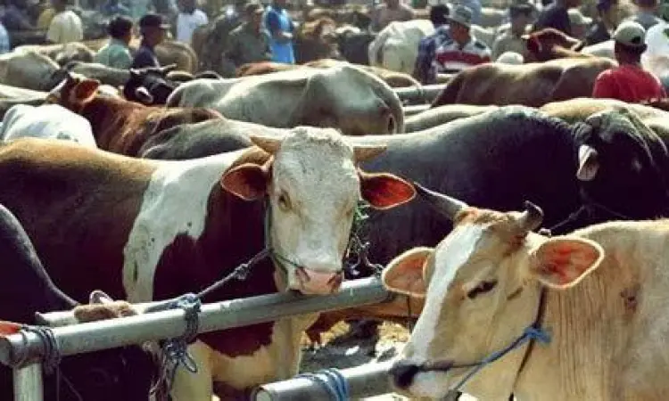 dalil dasar hukum qurban sapi untuk 7 orang