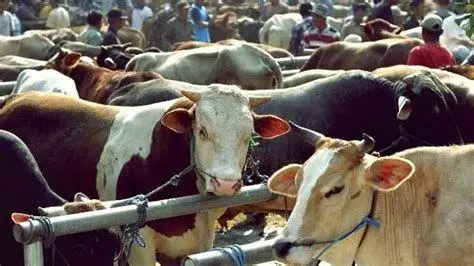 Hadis Qurban Sapi Kolektif dalil dasar hukum qurban sapi untuk 7 orang