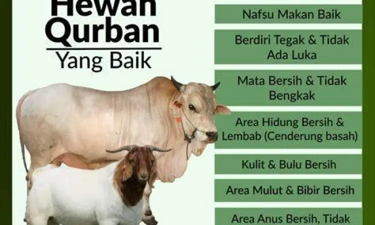 syarat fisik sapi qurban yang sah