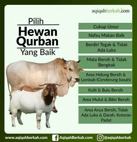 Kriteria Sapi Qurban syarat fisik sapi qurban yang sah