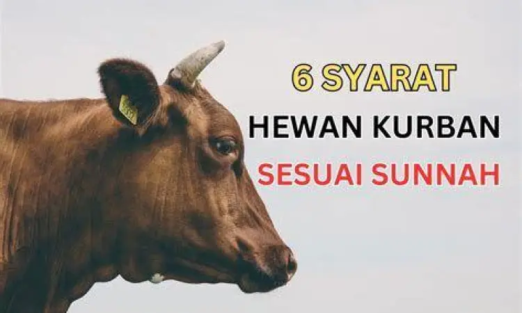 Kriteria Hewan Kurban Kriteria hewan kurban yang sah
